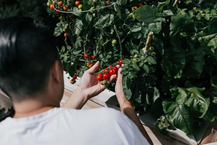 Vegetable Garden